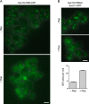 FIGURE 7: