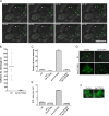 FIGURE 6: