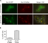 FIGURE 5: