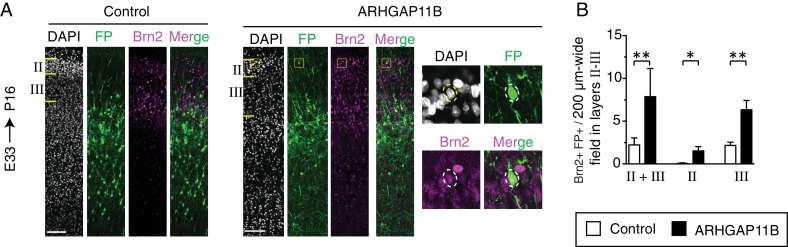 Figure 4—figure supplement 2.