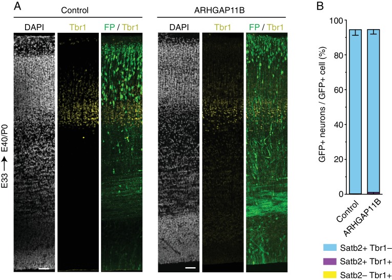 Figure 3—figure supplement 1.