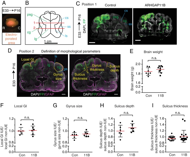 Figure 4—figure supplement 3.