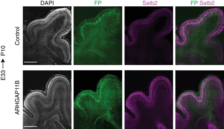 Figure 3—figure supplement 2.