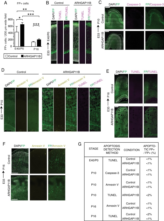 Figure 4—figure supplement 4.