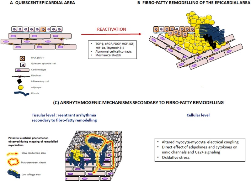 Graphical Abstract