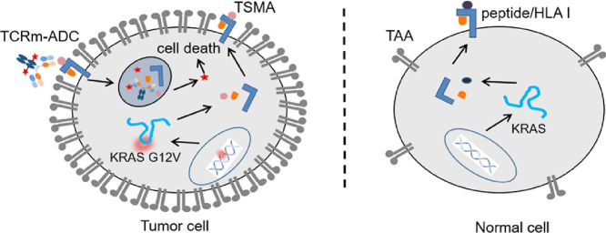 Image, graphical abstract