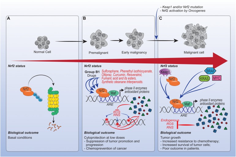 FIGURE 3