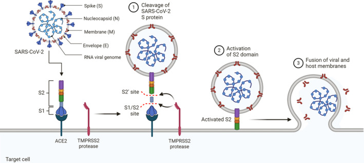 FIGURE 1