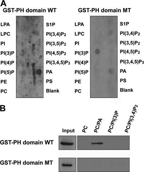 FIGURE 1.