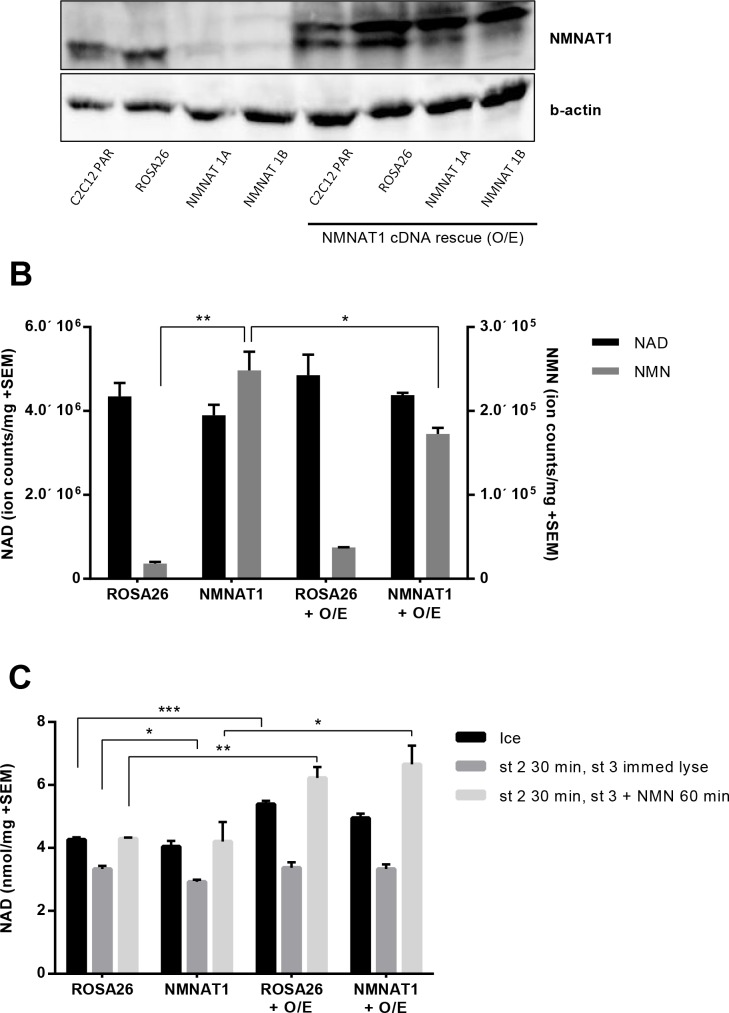 Figure 6—figure supplement 3.