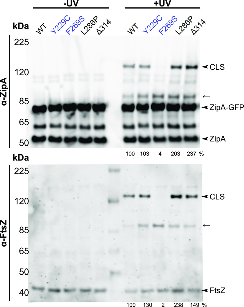 FIG 6