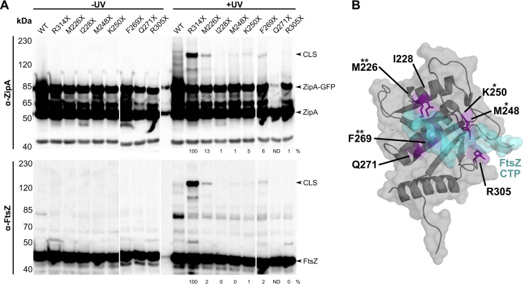 FIG 2