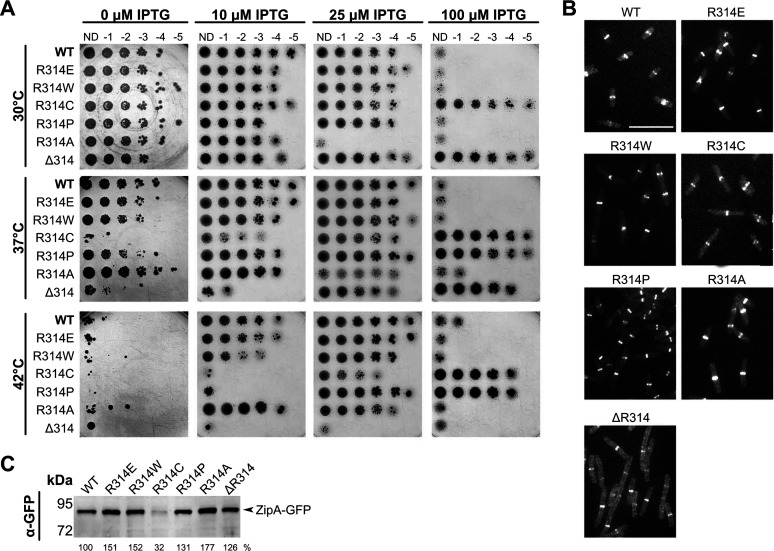 FIG 3