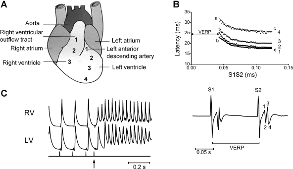 Fig. 1.