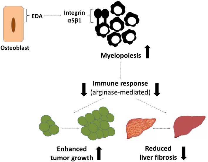 Fig 12