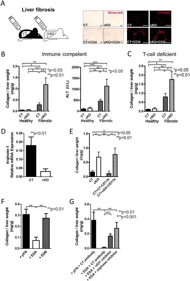 Fig 11