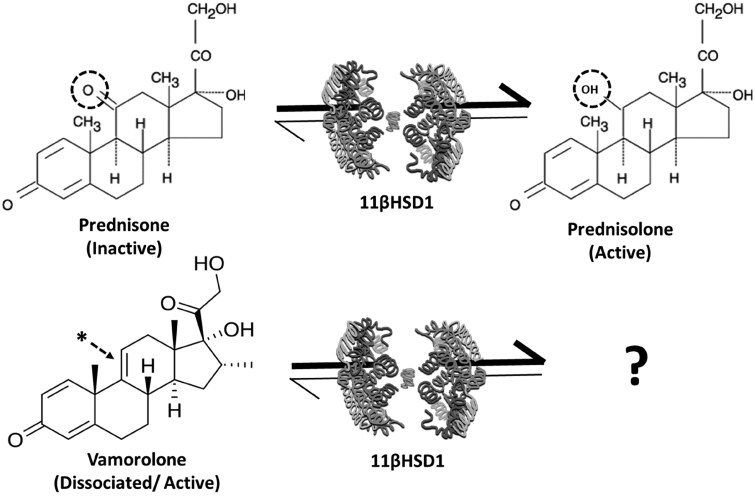 (Top) Cartoon depicting the metabolism of the inactive drug prednisone to the active form prednisolone by the enzyme 11β-HSD1, and (bottom) predicted absence of 11β-HSD1 metabolism for vamorolone based on the lack of a ketone group (as depicted by the star) at position C11 of the steroid