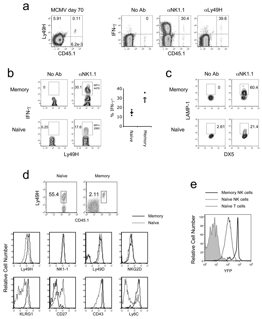 Adaptive Immune Features of Natural Killer Cells - PMC