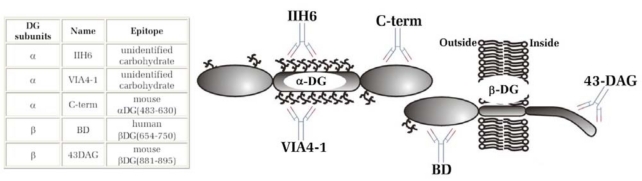 Fig. (1)