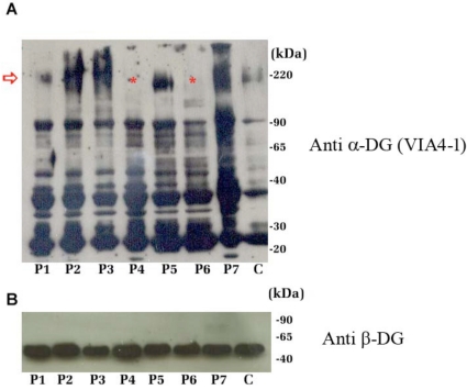 Fig. (3)