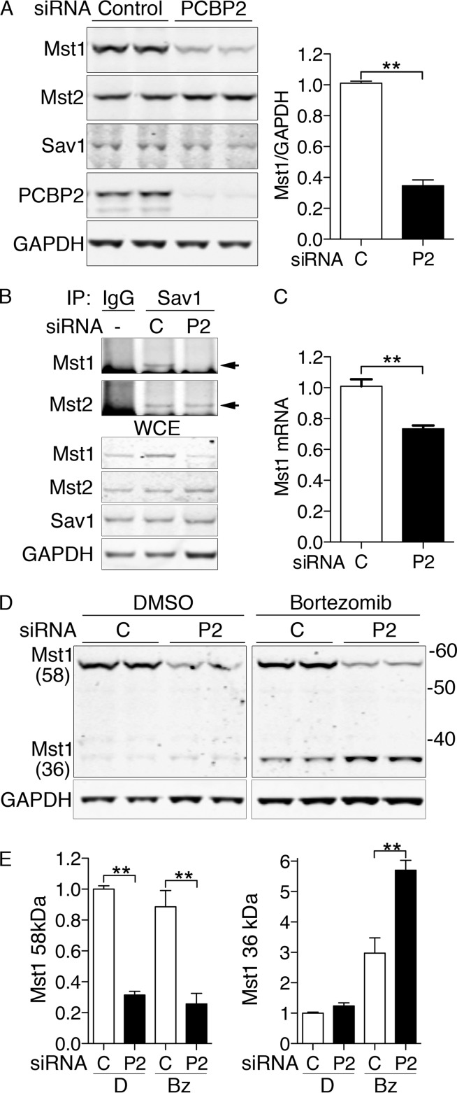 FIG 3