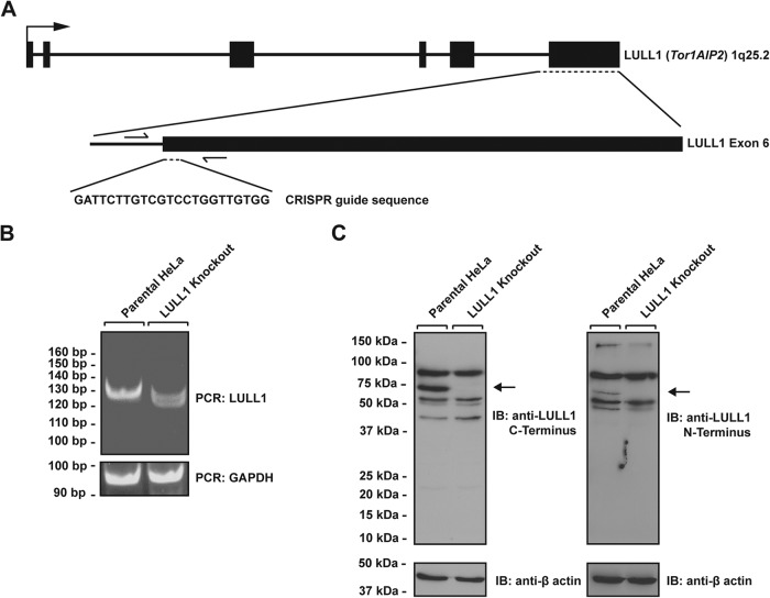 FIG 1