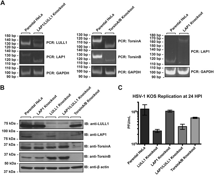 FIG 6