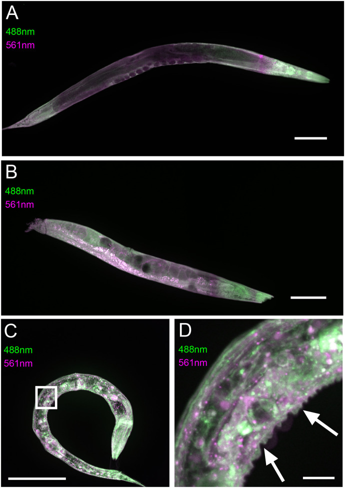 Fig. 4.