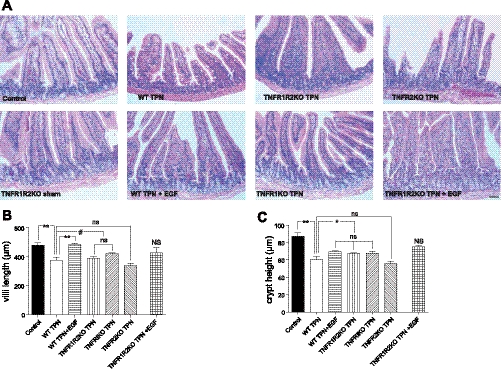 Fig. 10.