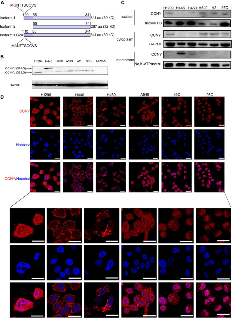 FIGURE 1