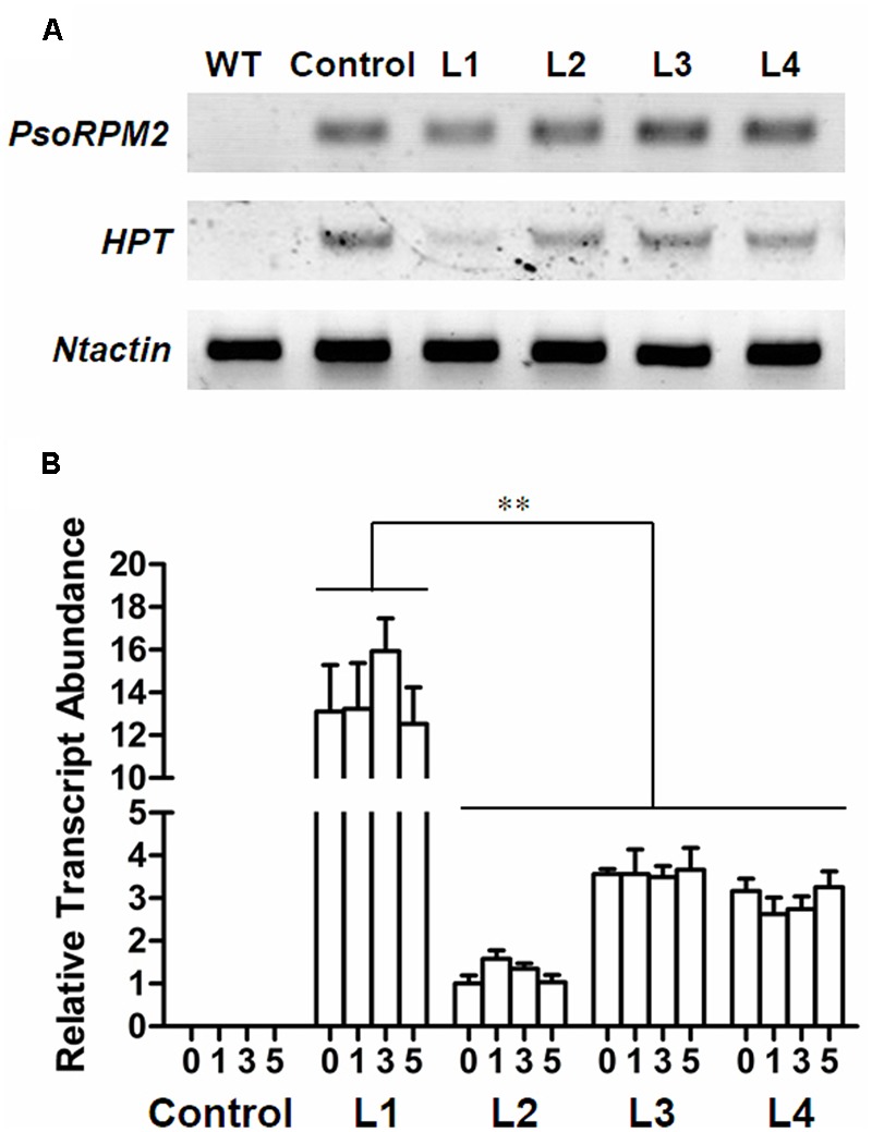 FIGURE 3