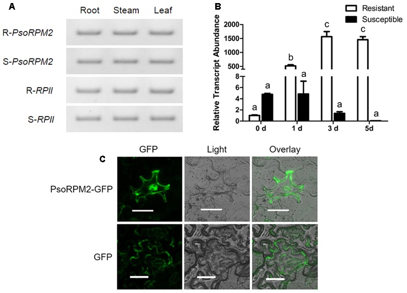 FIGURE 2