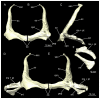 Figure 39