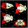 Figure 32