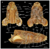 Figure 30