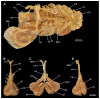 Figure 48
