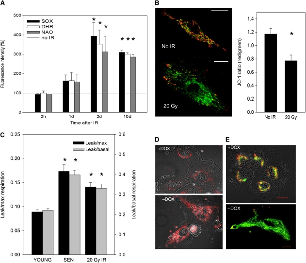 Feedback between p21 and reactive oxygen production is necessary for ...