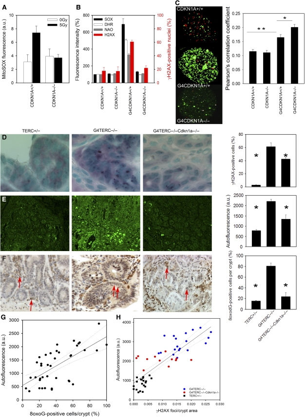 Feedback between p21 and reactive oxygen production is necessary for ...