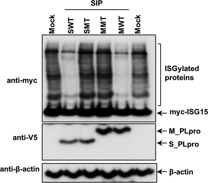 FIG 2