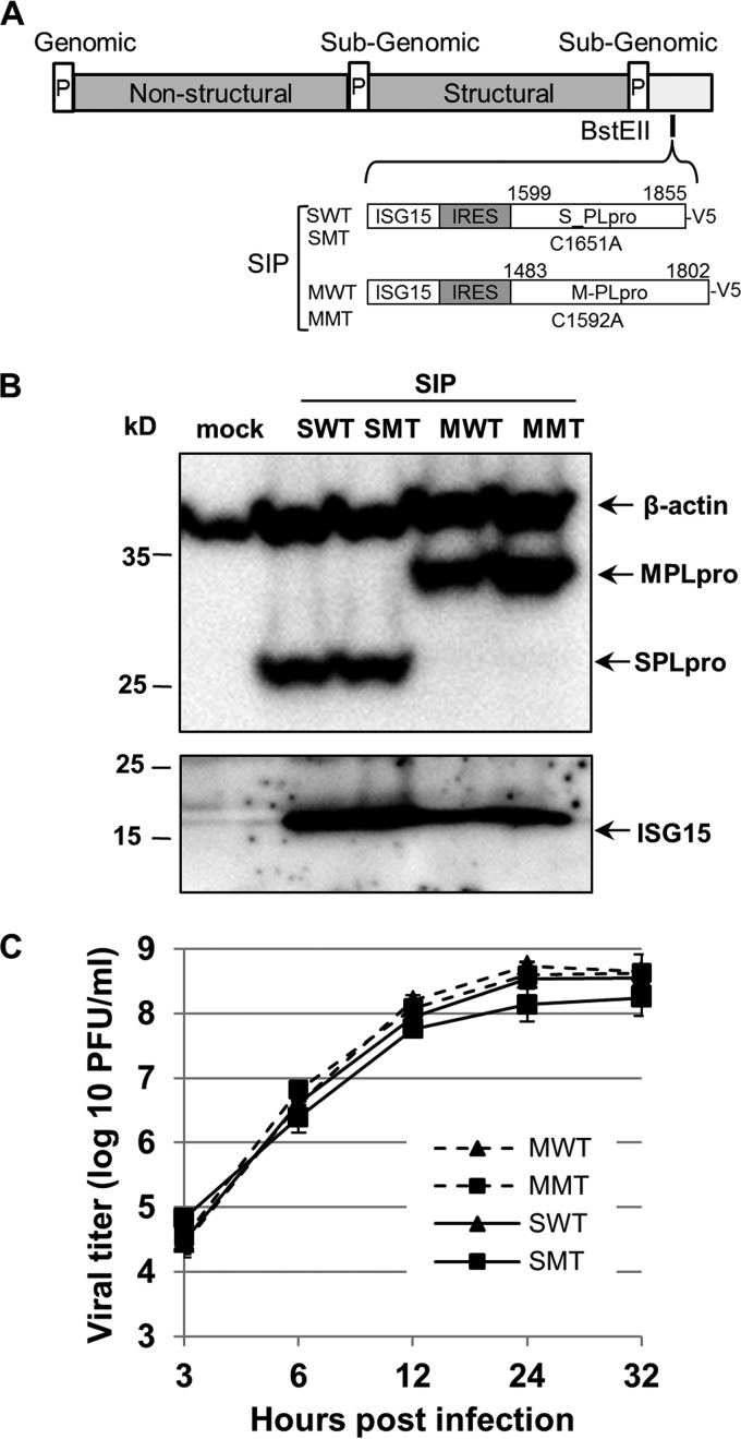 FIG 1