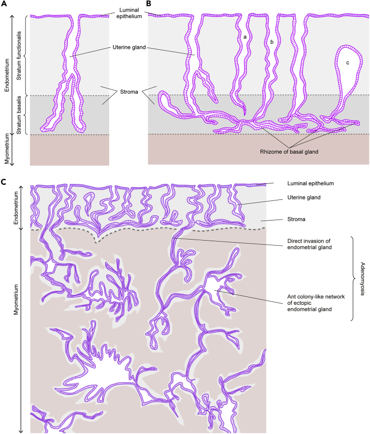 Figure 7