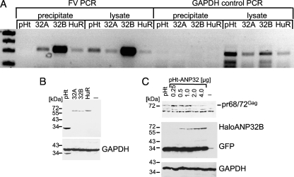 FIG. 5.