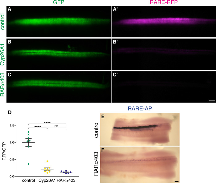 Figure 2—figure supplement 1.