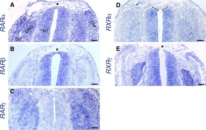 Figure 1—figure supplement 2.