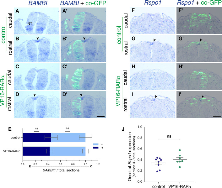 Figure 6—figure supplement 2.