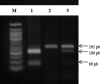 <b>FIG. 1.</b>