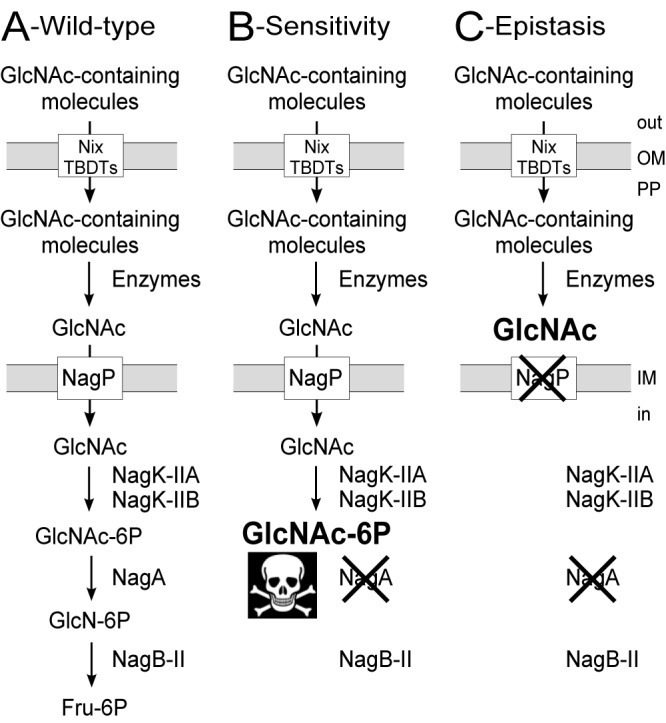 FIG 1 