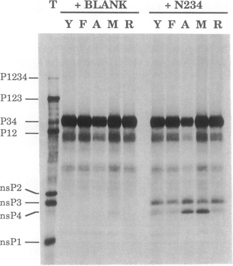 graphic file with name pnas01070-0115-a.jpg