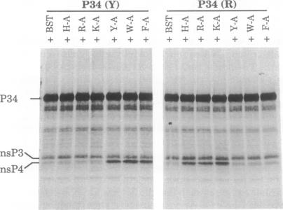 graphic file with name pnas01070-0116-a.jpg