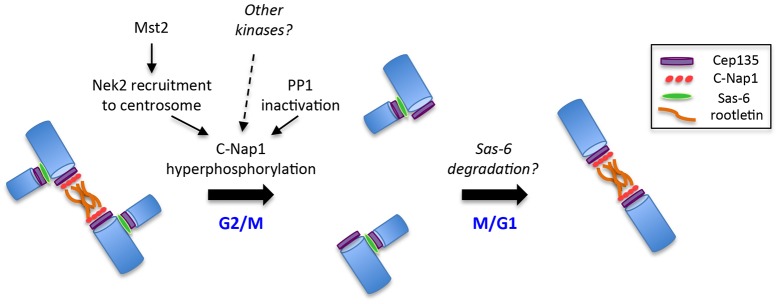 Fig. 8.